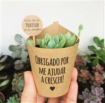 Plantas Suculentas Sortidas