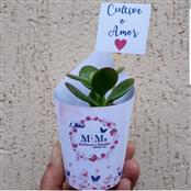 Kit promocional de Mini Planta Suculentas